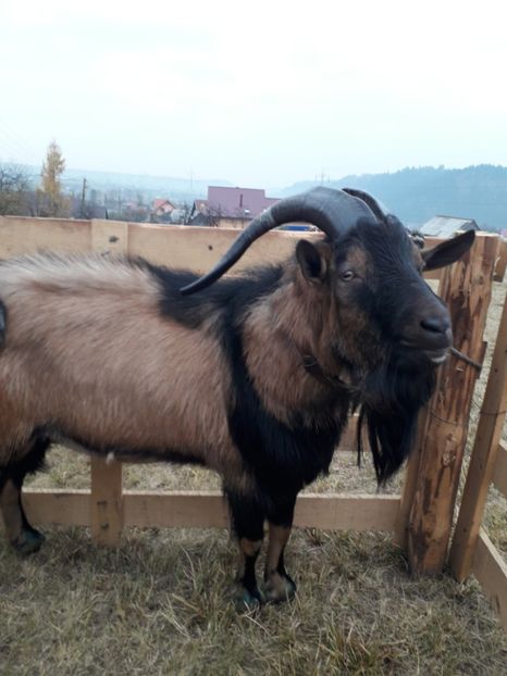  - EXPOZITIA ANIMALE SARMAS HARGHITA 2018