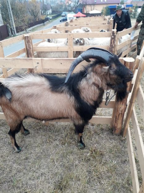  - EXPOZITIA ANIMALE SARMAS HARGHITA 2018