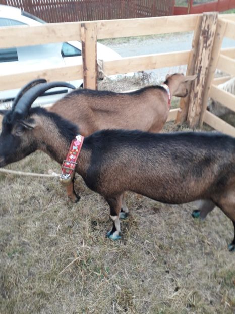  - EXPOZITIA ANIMALE SARMAS HARGHITA 2018