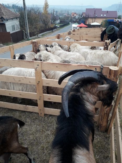  - EXPOZITIA ANIMALE SARMAS HARGHITA 2018