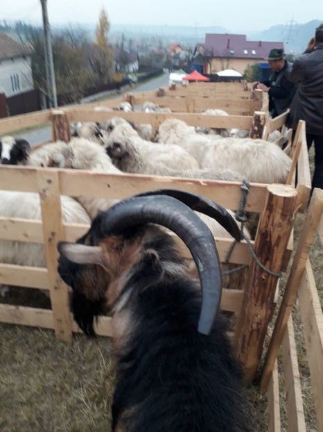  - EXPOZITIA ANIMALE SARMAS HARGHITA 2018