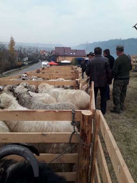  - EXPOZITIA ANIMALE SARMAS HARGHITA 2018