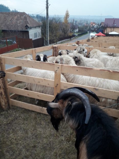  - EXPOZITIA ANIMALE SARMAS HARGHITA 2018