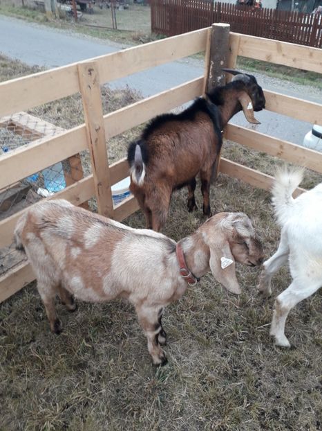  - EXPOZITIA ANIMALE SARMAS HARGHITA 2018