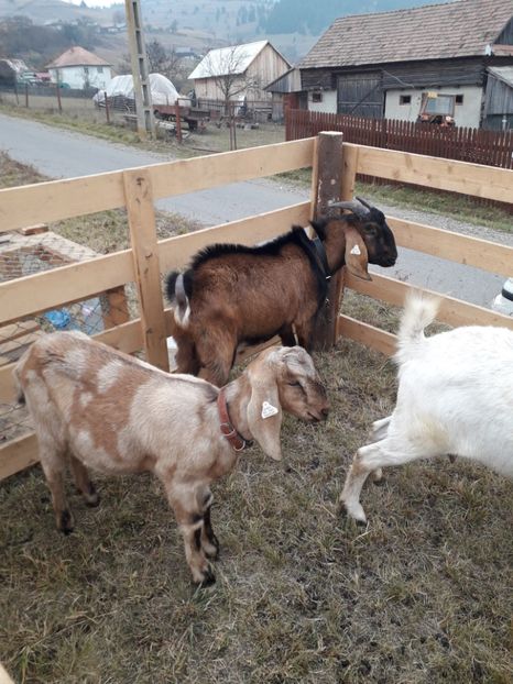  - EXPOZITIA ANIMALE SARMAS HARGHITA 2018