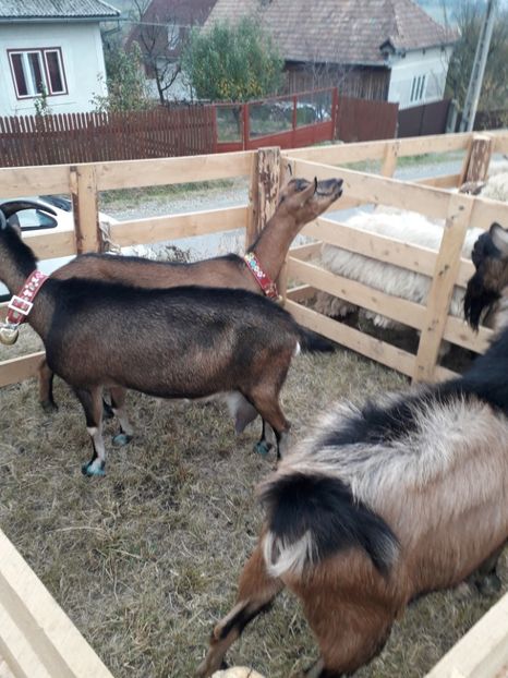  - EXPOZITIA ANIMALE SARMAS HARGHITA 2018