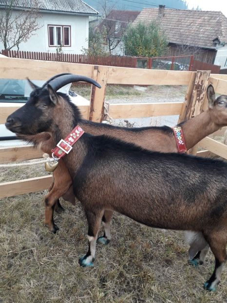  - EXPOZITIA ANIMALE SARMAS HARGHITA 2018