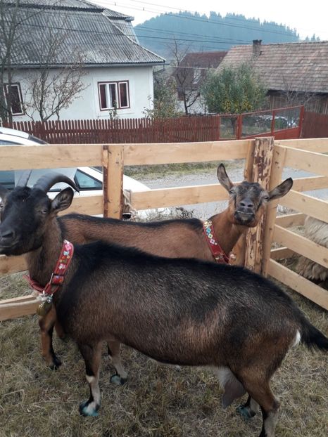  - EXPOZITIA ANIMALE SARMAS HARGHITA 2018