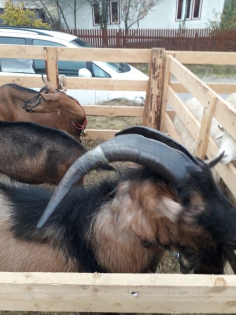  - EXPOZITIA ANIMALE SARMAS HARGHITA 2018