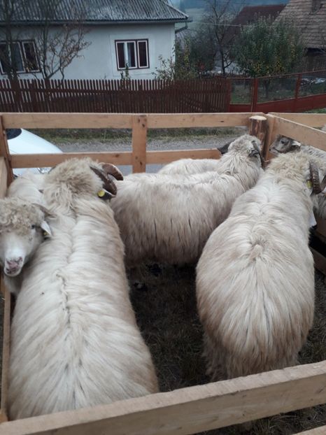  - EXPOZITIA ANIMALE SARMAS HARGHITA 2018