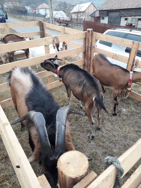  - EXPOZITIA ANIMALE SARMAS HARGHITA 2018