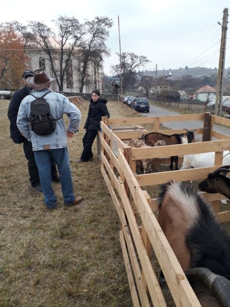  - EXPOZITIA ANIMALE SARMAS HARGHITA 2018