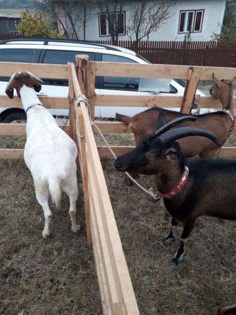  - EXPOZITIA ANIMALE SARMAS HARGHITA 2018