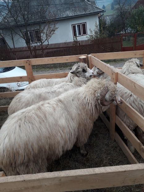  - EXPOZITIA ANIMALE SARMAS HARGHITA 2018