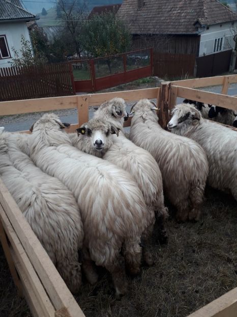  - EXPOZITIA ANIMALE SARMAS HARGHITA 2018