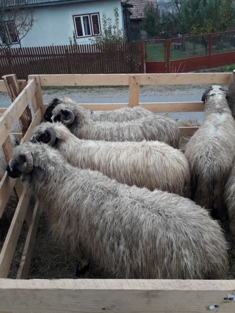  - EXPOZITIA ANIMALE SARMAS HARGHITA 2018