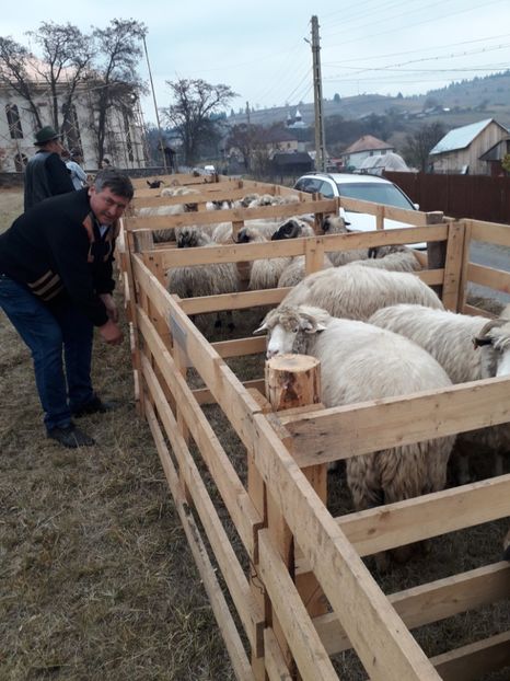  - EXPOZITIA ANIMALE SARMAS HARGHITA 2018