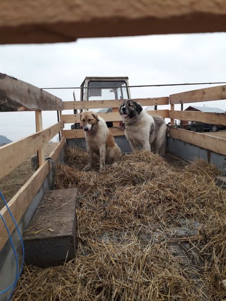  - EXPOZITIA ANIMALE SARMAS HARGHITA 2018