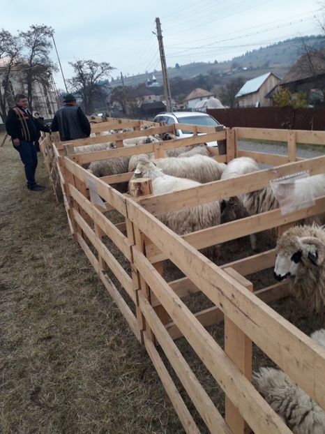  - EXPOZITIA ANIMALE SARMAS HARGHITA 2018