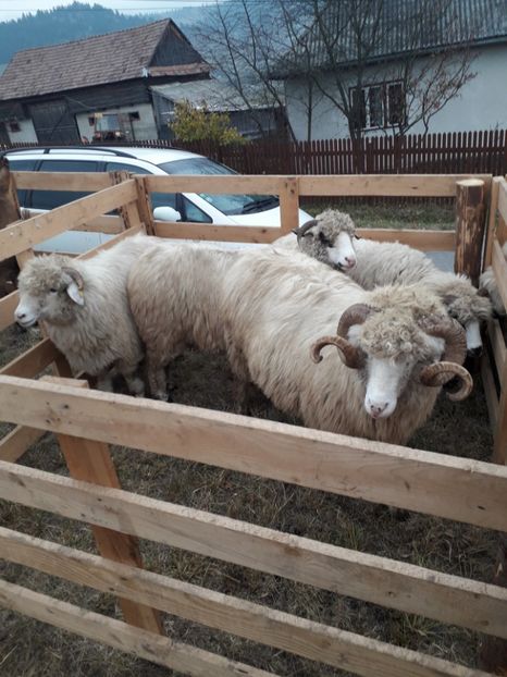  - EXPOZITIA ANIMALE SARMAS HARGHITA 2018