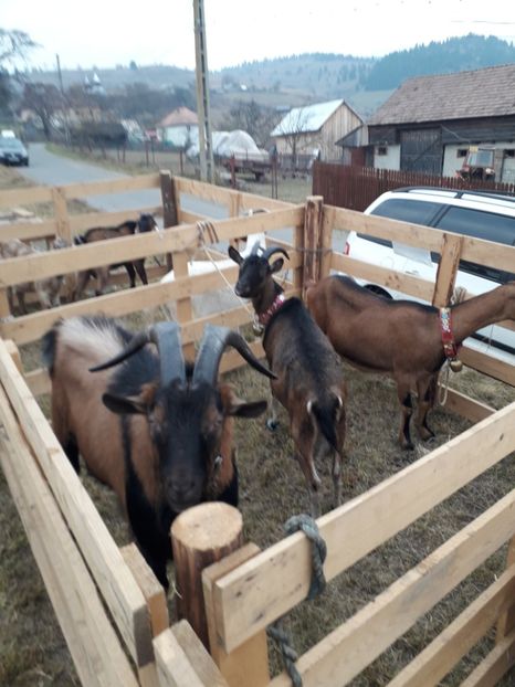  - EXPOZITIA ANIMALE SARMAS HARGHITA 2018