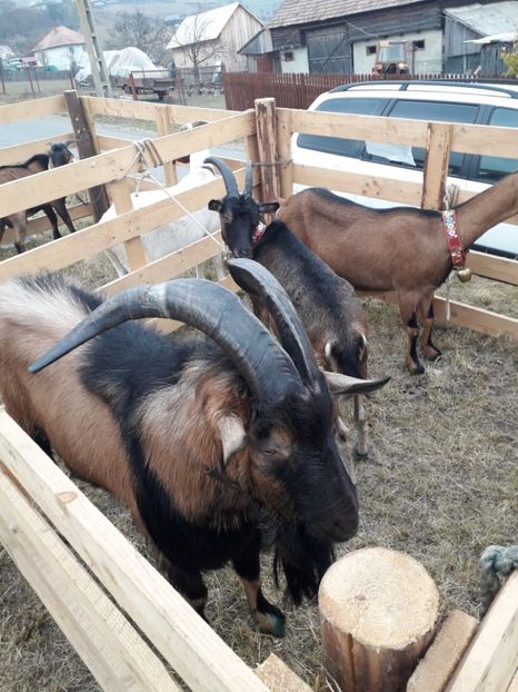  - EXPOZITIA ANIMALE SARMAS HARGHITA 2018