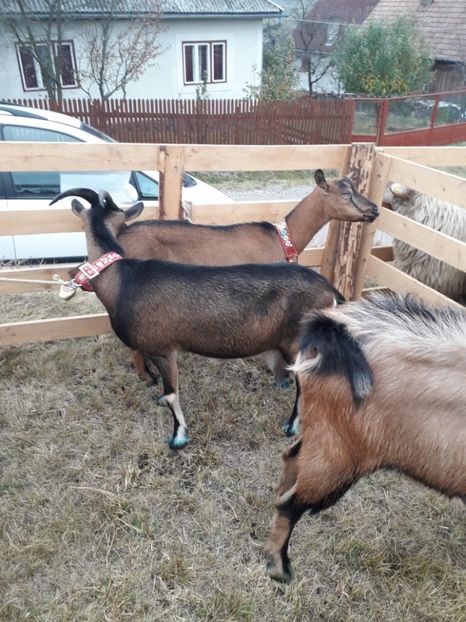  - EXPOZITIA ANIMALE SARMAS HARGHITA 2018