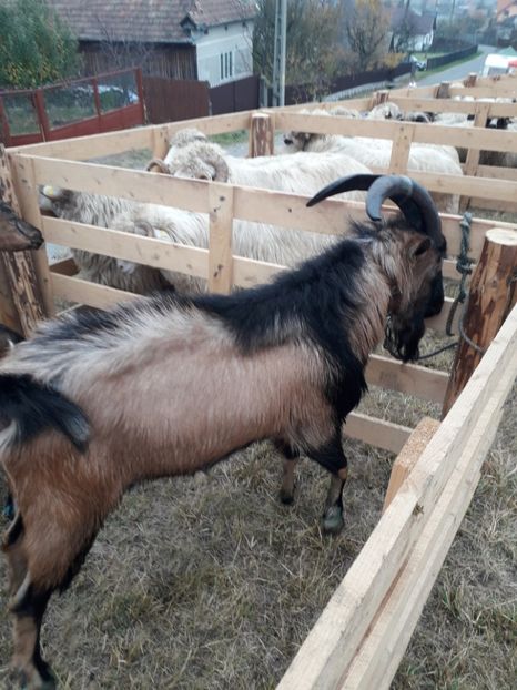  - EXPOZITIA ANIMALE SARMAS HARGHITA 2018