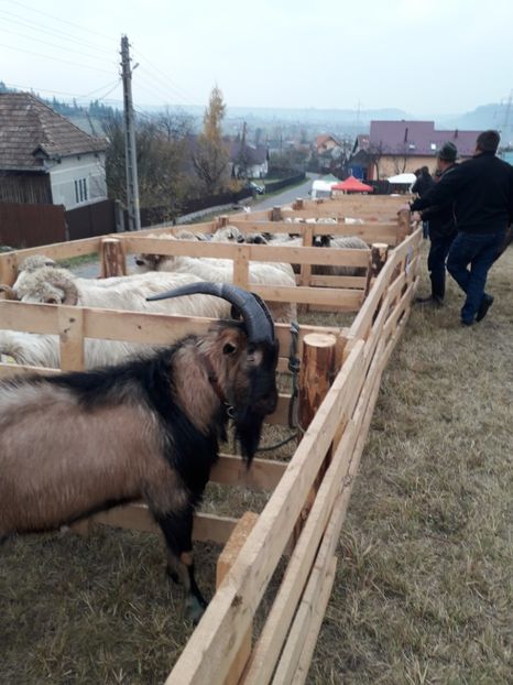  - EXPOZITIA ANIMALE SARMAS HARGHITA 2018