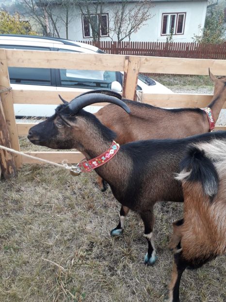  - EXPOZITIA ANIMALE SARMAS HARGHITA 2018