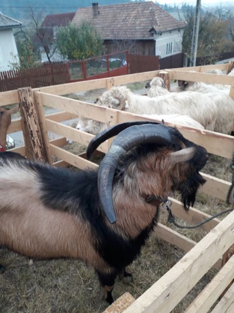  - EXPOZITIA ANIMALE SARMAS HARGHITA 2018