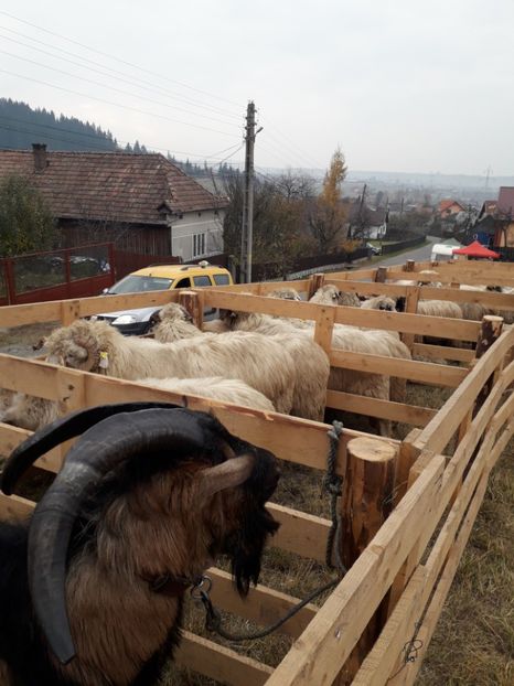  - EXPOZITIA ANIMALE SARMAS HARGHITA 2018