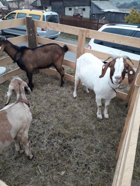  - EXPOZITIA ANIMALE SARMAS HARGHITA 2018