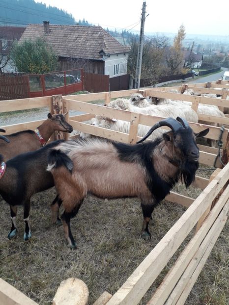  - EXPOZITIA ANIMALE SARMAS HARGHITA 2018