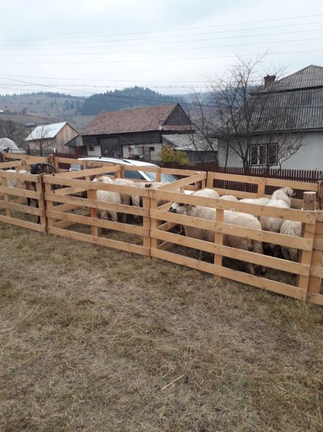  - EXPOZITIA ANIMALE SARMAS HARGHITA 2018