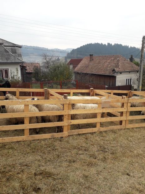  - EXPOZITIA ANIMALE SARMAS HARGHITA 2018