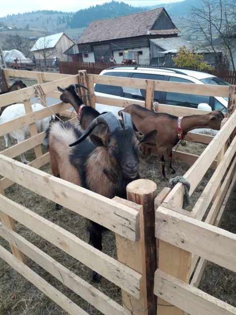  - EXPOZITIA ANIMALE SARMAS HARGHITA 2018