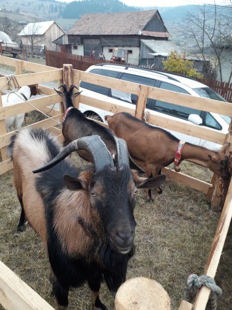  - EXPOZITIA ANIMALE SARMAS HARGHITA 2018