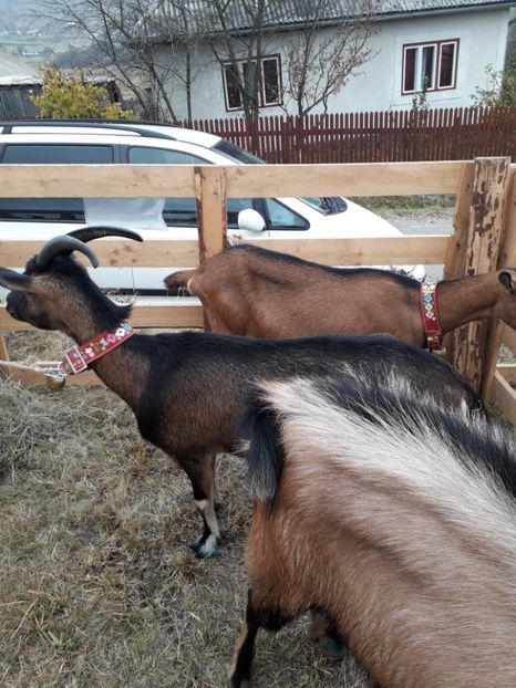  - EXPOZITIA ANIMALE SARMAS HARGHITA 2018