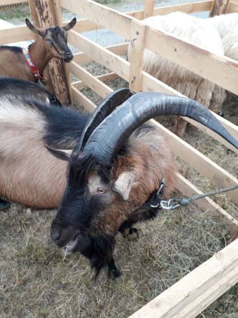  - EXPOZITIA ANIMALE SARMAS HARGHITA 2018