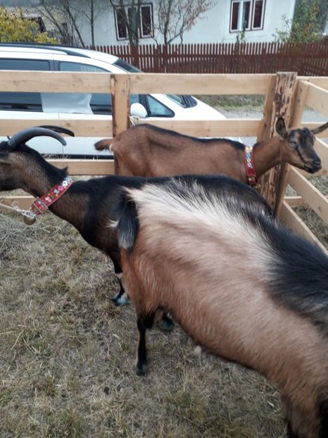  - EXPOZITIA ANIMALE SARMAS HARGHITA 2018