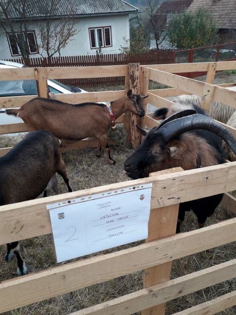  - EXPOZITIA ANIMALE SARMAS HARGHITA 2018