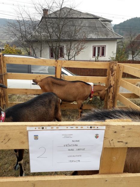  - EXPOZITIA ANIMALE SARMAS HARGHITA 2018