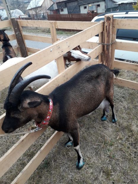  - EXPOZITIA ANIMALE SARMAS HARGHITA 2018