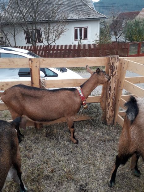  - EXPOZITIA ANIMALE SARMAS HARGHITA 2018