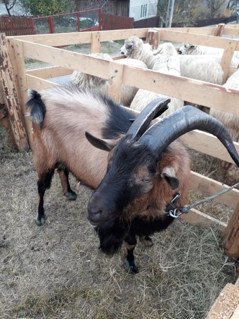  - EXPOZITIA ANIMALE SARMAS HARGHITA 2018