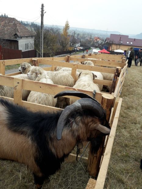  - EXPOZITIA ANIMALE SARMAS HARGHITA 2018