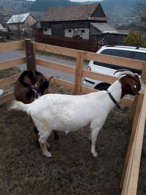  - EXPOZITIA ANIMALE SARMAS HARGHITA 2018