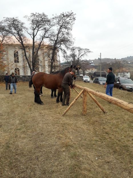  - EXPOZITIA ANIMALE SARMAS HARGHITA 2018