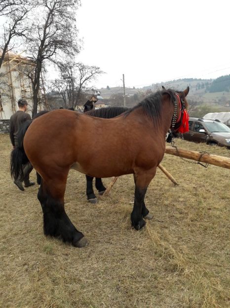  - EXPOZITIA ANIMALE SARMAS HARGHITA 2018